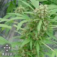 Kulu Seeds Early Girl